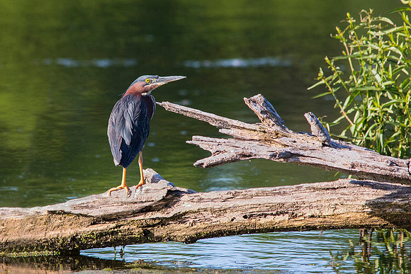 green heron