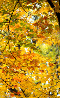 DSCF8980