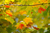 DSCF8973