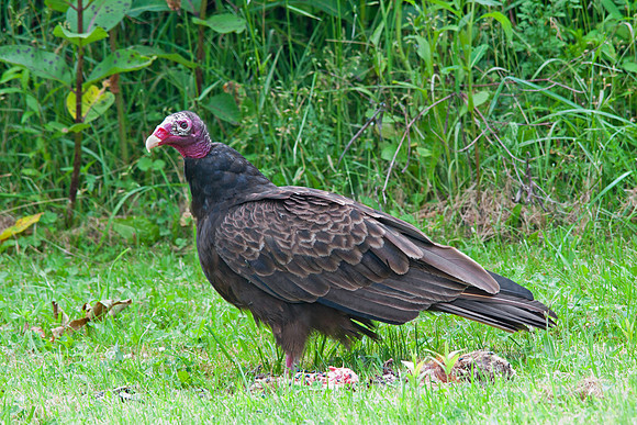 turkey vulture