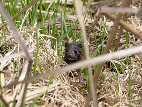 A mink, I think!