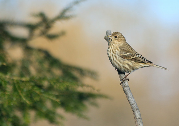 birds in the winter sun