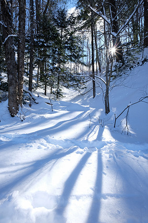 Ellison Park