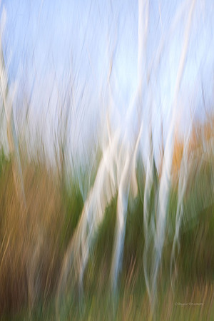 "Spirit Dance" - 3-time selection 2011, 2010