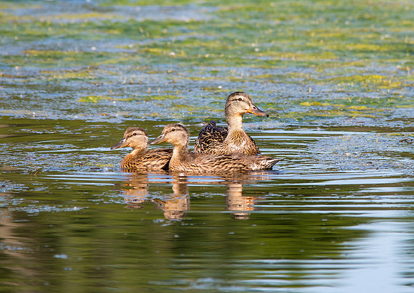 Mama mallard and twins