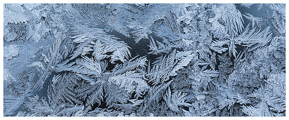 a visit from Frosty 1/4/16 - 11 degrees