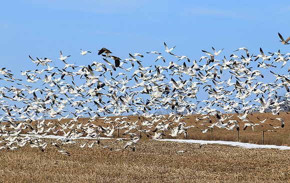 Snow Geese - Rte 31F & 350. March 7