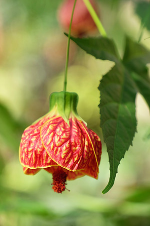 Abutilon "Tiger Eye" Flowering Maple