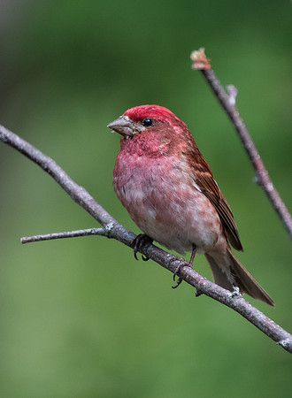 Purple Finch (male)