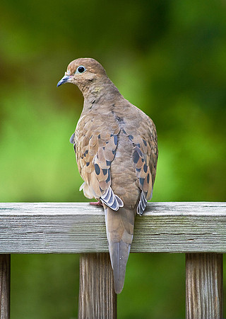 mourning dove