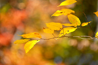 DSCF8888