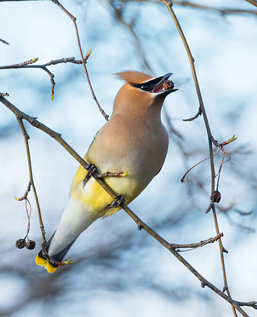Cedar Waxwings