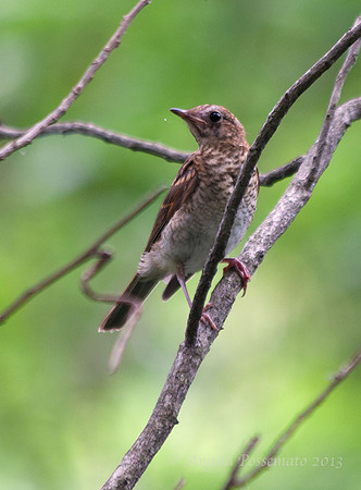 I think this is a Veery