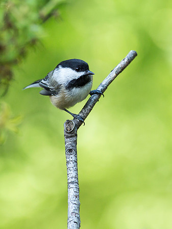 chickadee