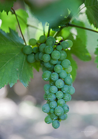 white wine?