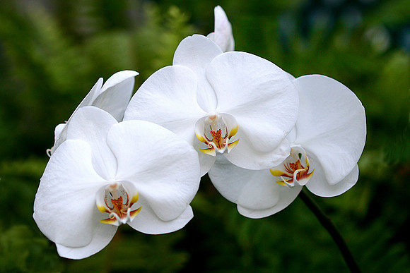 Orchid Trio