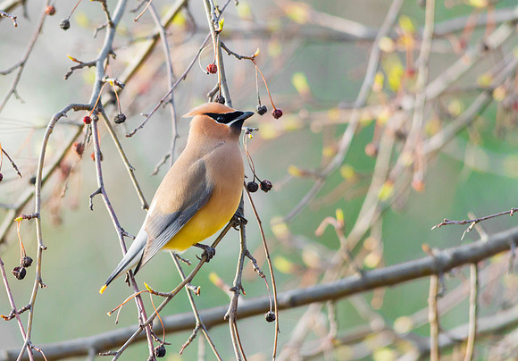 Cedar Waxwings