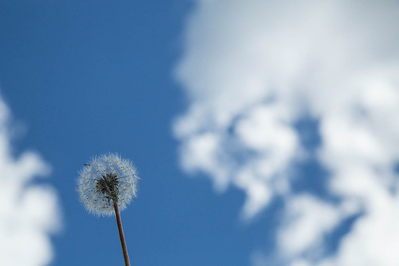"What a beautiful flower, and everything behind it was like a soft dream."