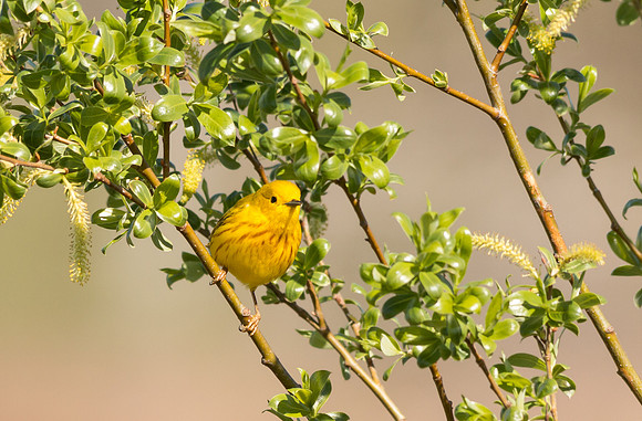Yellow Warbler