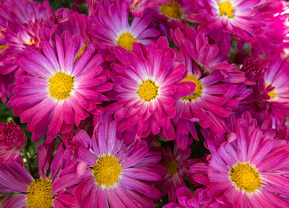"Earth laughs in flowers" ~      Ralph Waldo Emerson
