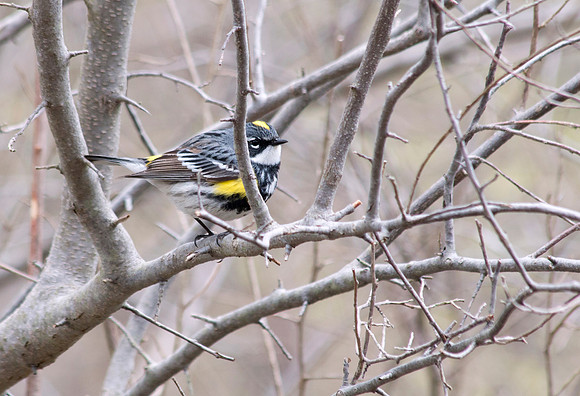yellow-rumped warbler
