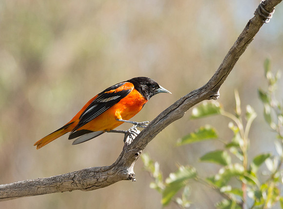 Baltimore oriole.