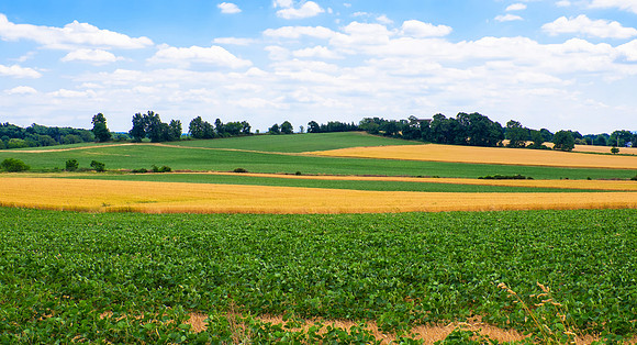 Monroe County Fields