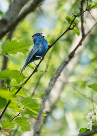 Indigo Bunting singing from the tree top