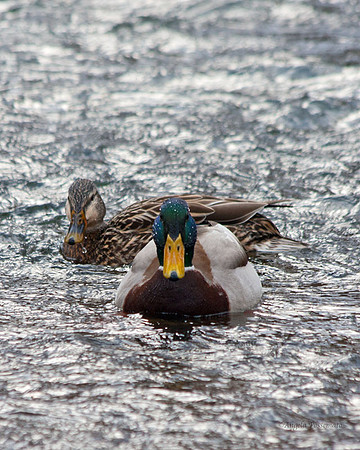 mallards