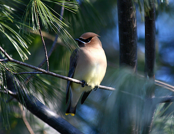 cedar waxwing