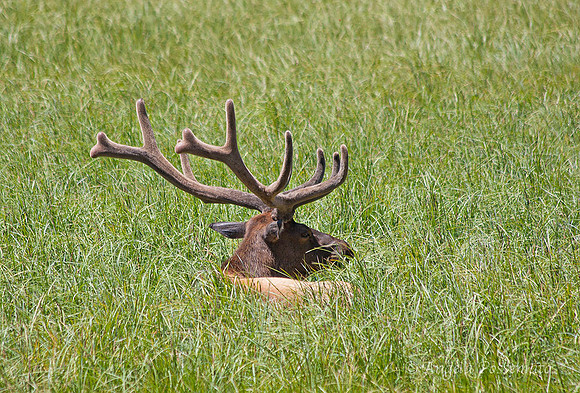 elk laying in the grass