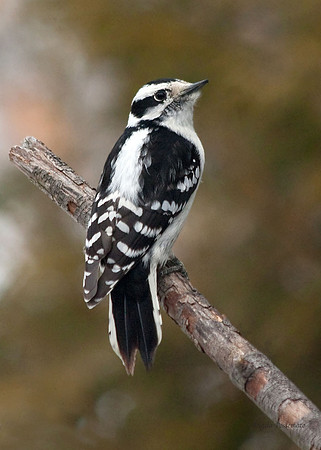 Downy woodpecker