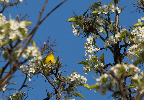 Nashville Warbler