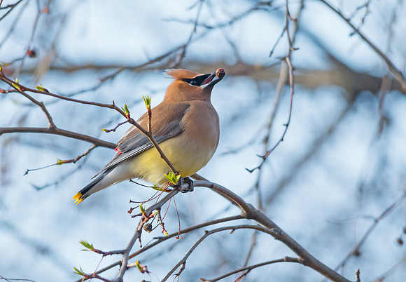 Cedar Waxwings