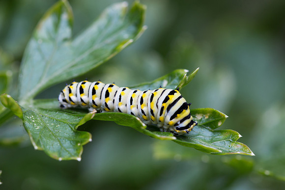 on its way to becoming a swallowtail butterfly