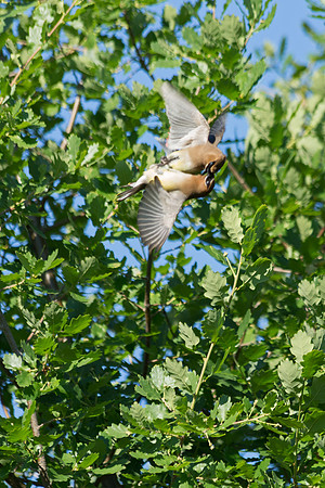 cedar waxwings in flight