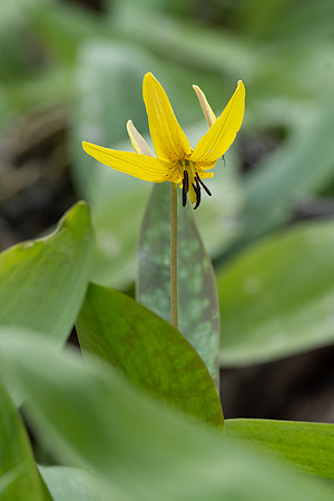 trout lily
