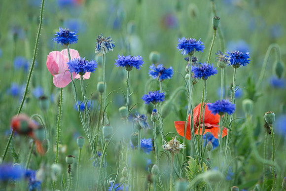 poppies and cornflowers