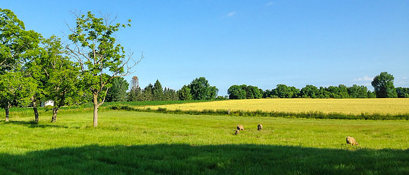 Pastoral Wayne County, NY