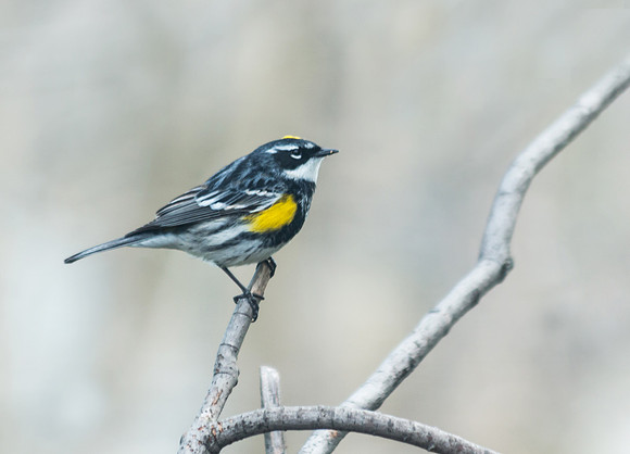 Yellow rumped warbler 4/30/16 at our feeder