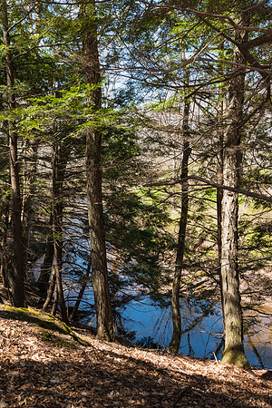 on the trail above Four Mile Creek Preserve