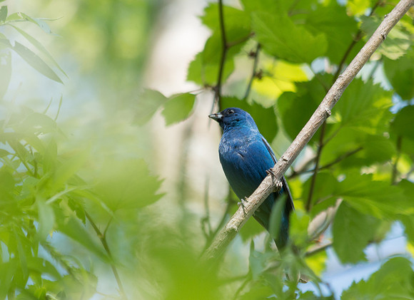 Indigo Bunting
