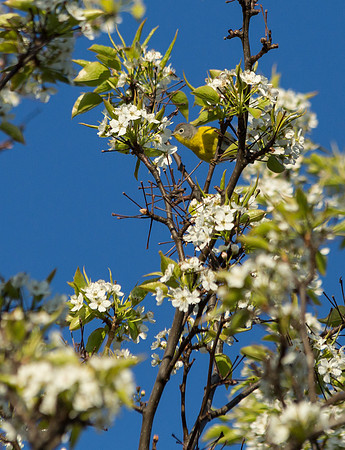 Nashville Warbler