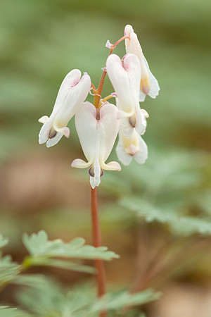 Squirrel Corn