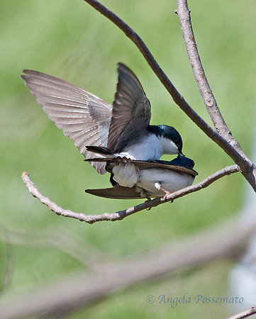 tree swallows