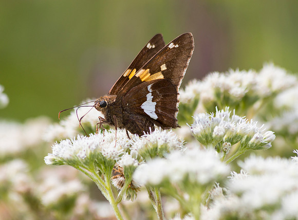Silver Spotted Skipper