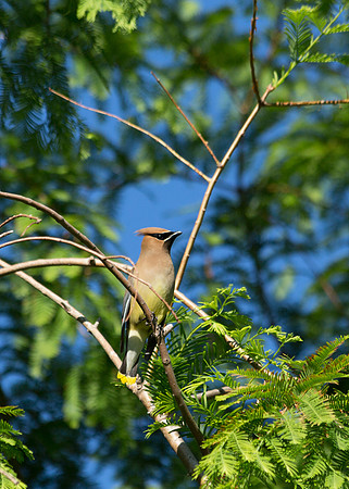 Cedar waxwing