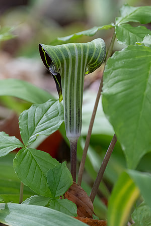 Jack in a Pulpit