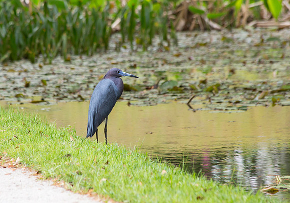 Little Blue Heron in S. Carolina