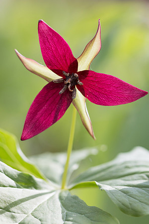 Red Trillium/Wake Robin